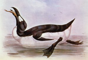 The Great Auk, illusztráció J. Gould „Európa madarai” című művéből, 1832-37 (kézzel színezett litó)